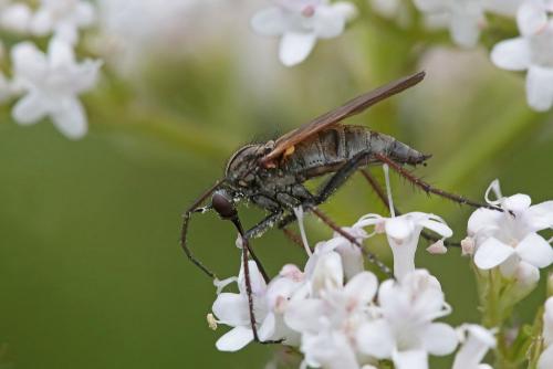 Réf. 236 509 : Empis tessellata